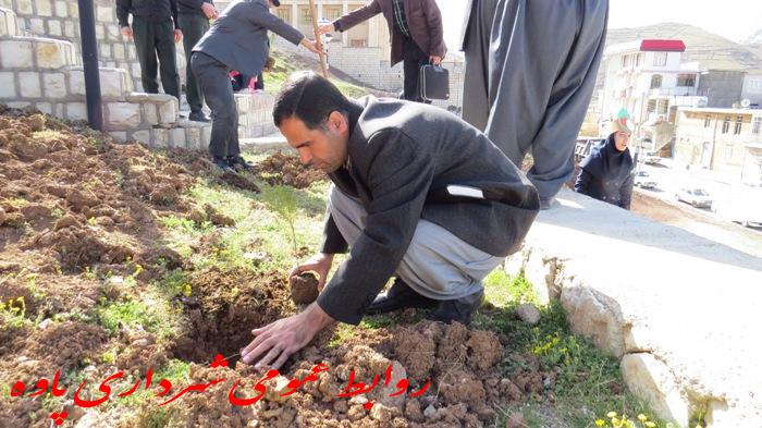 کاشت ۱۵۰ اصله نهال درخت در پارک فرهنگیان توسط شهرداری پاوه